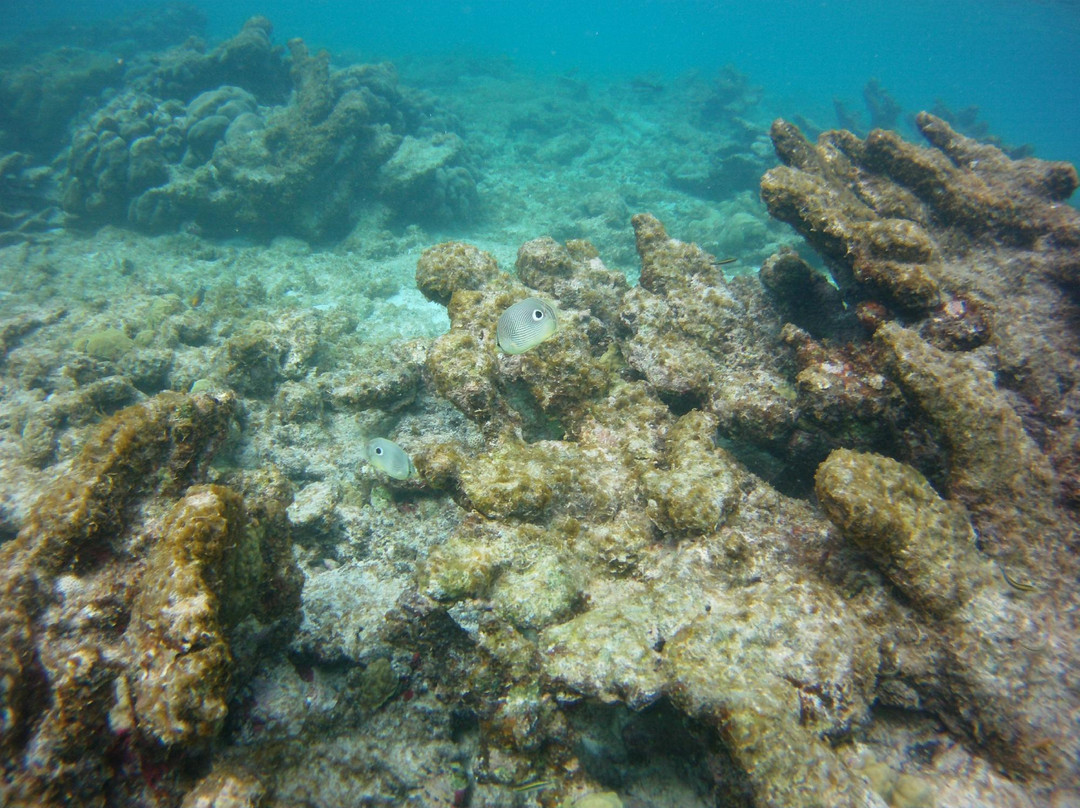 A Water Odyssey Scuba-Williamsport必去景点