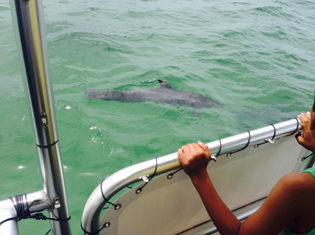 Glass Bottom Dolphin Tours-橙色海湾必去景点
