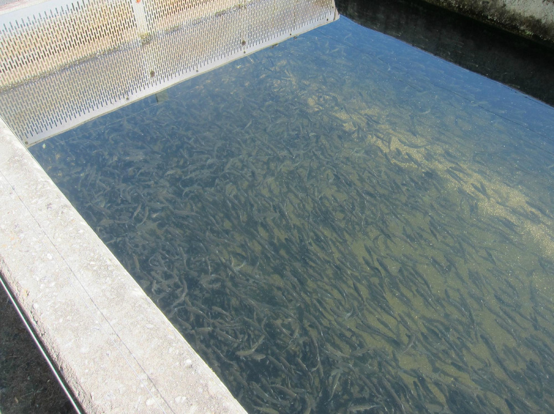 Buford Trout Hatchery-卡明必去景点