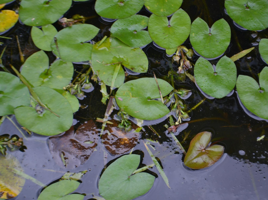 Parque do Tucuma-Rio Branco必去景点