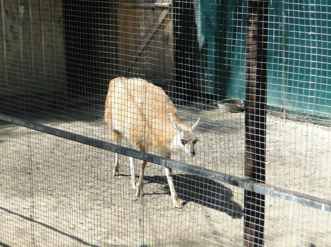 Medvedevskiy Mini Zoo-Medvedevo必去景点