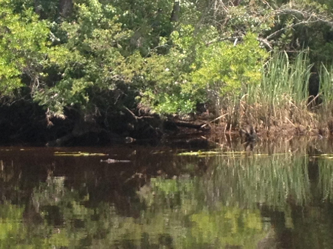 Waccamaw River Tours-美特尔海滩必去景点