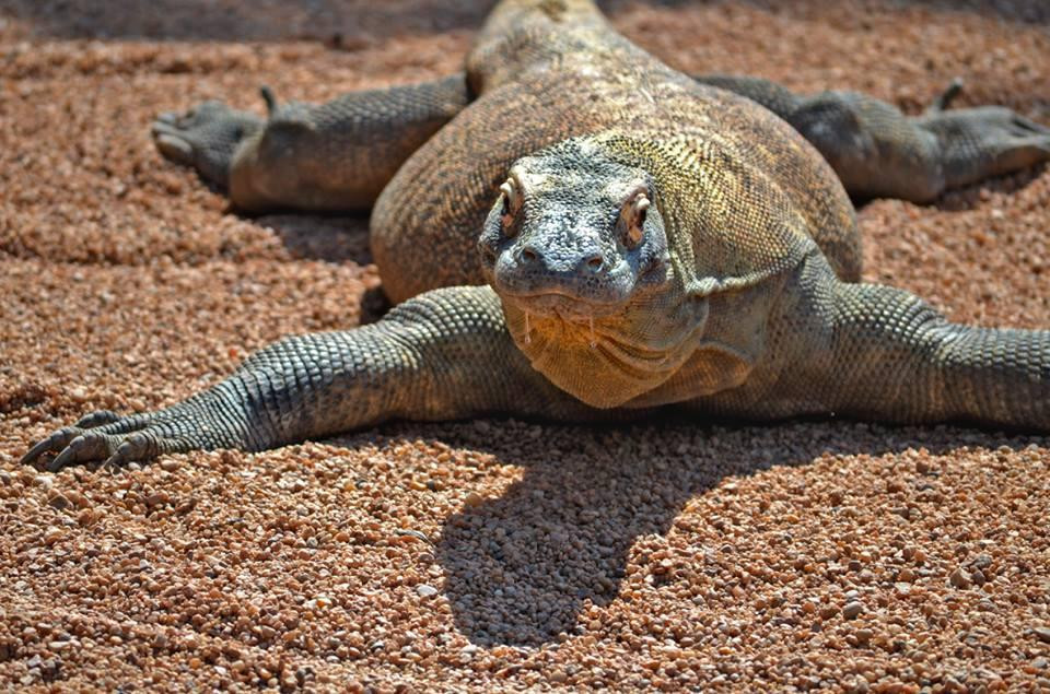 Bioparc Fuengirola-福恩吉罗拉必去景点