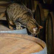 Celtic Whisky Distillerie - Distillerie Artisanale Glann ar Mor景点图片