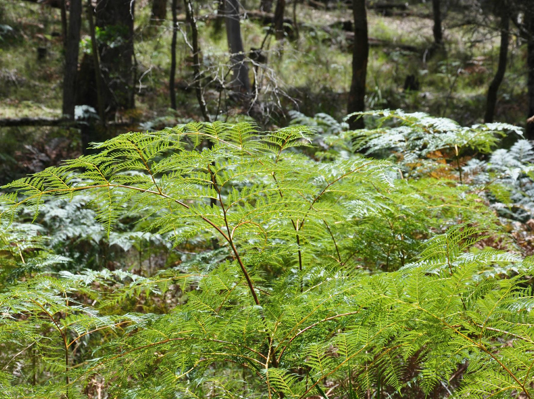 Secret Forest Walks-戴尔斯福特必去景点