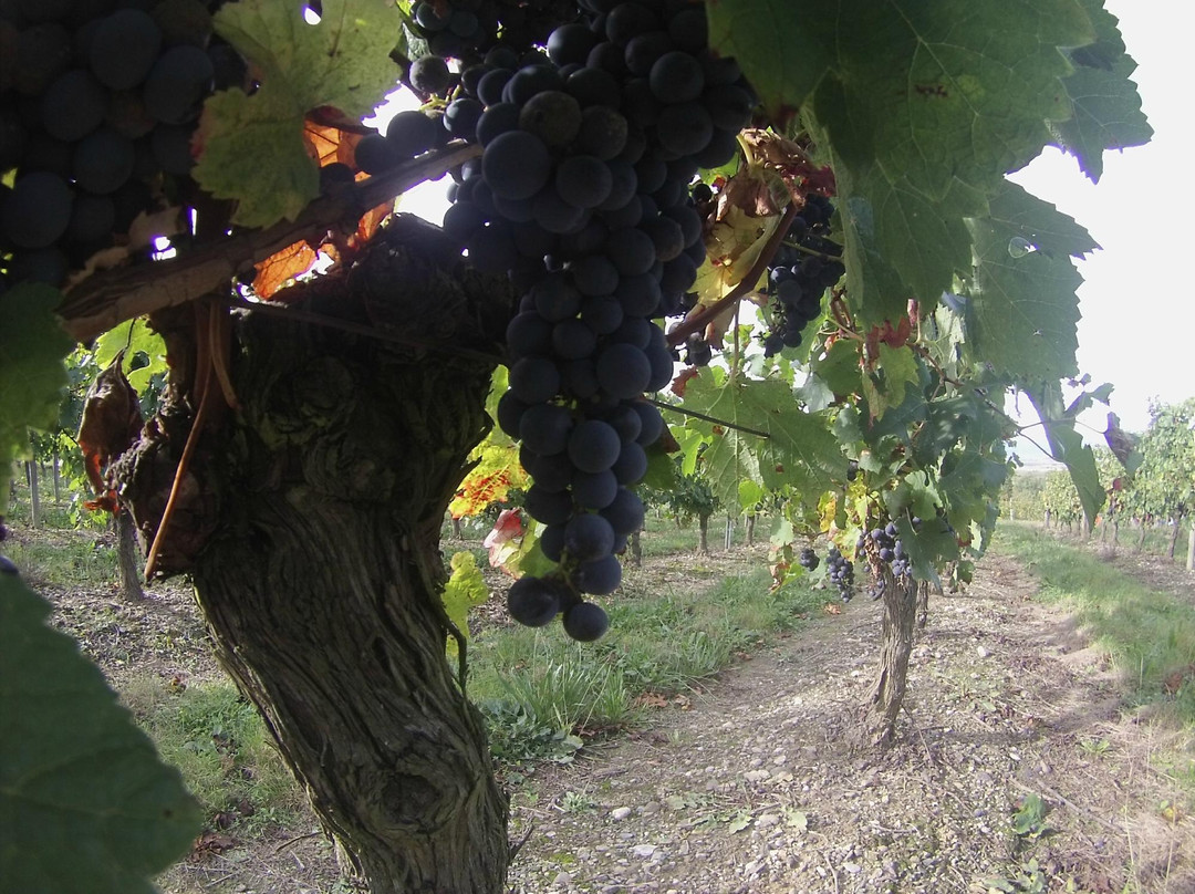 Domaine Rose et Paul景点图片