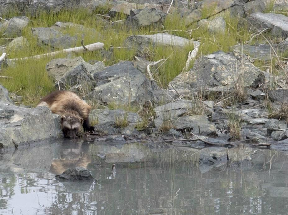 Chilkoot River-海恩斯必去景点