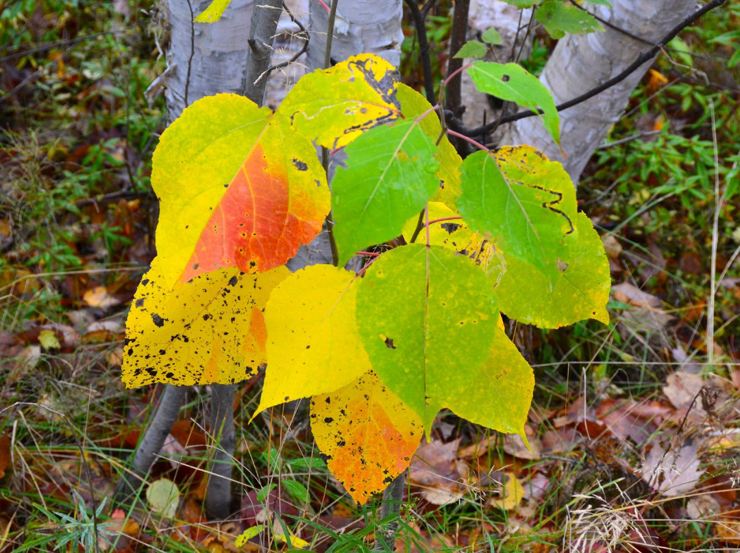 Rotary Park Lookout-Sudbury必去景点