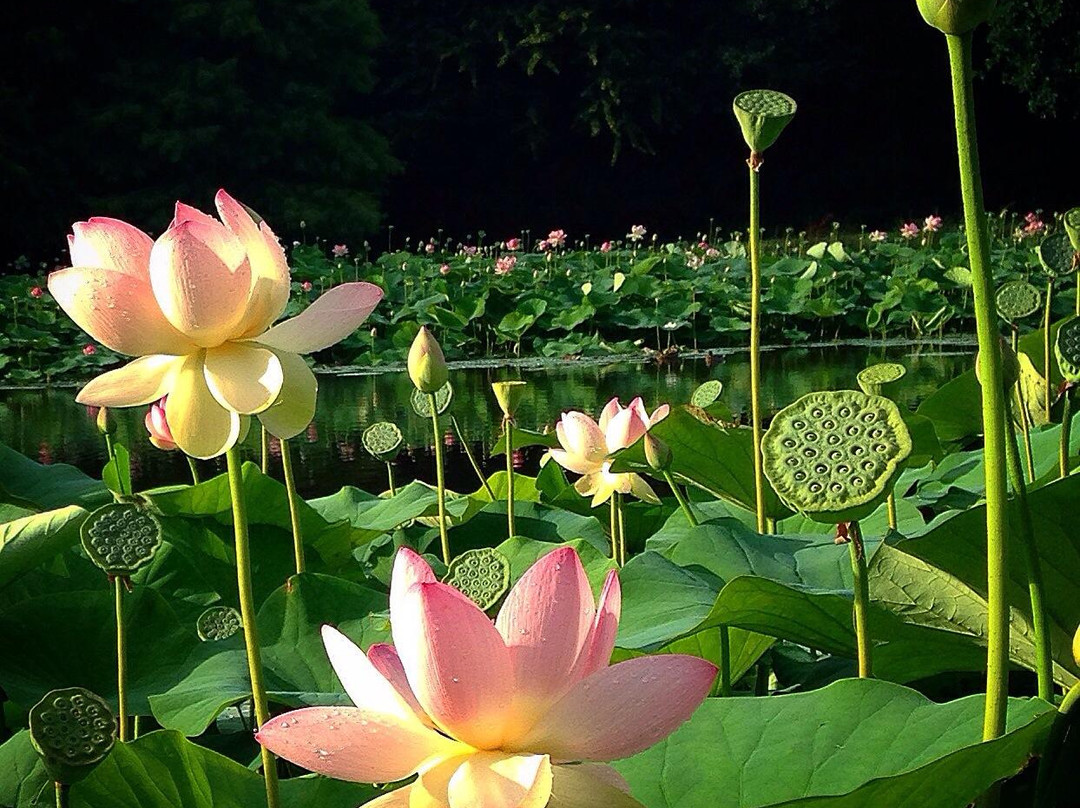Parc des Gayeulles景点图片