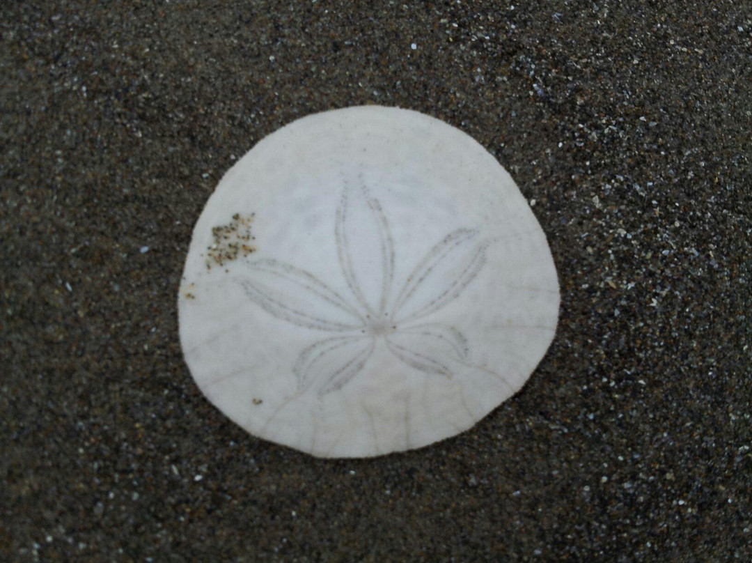 Manzanita Beach-Manzanita必去景点