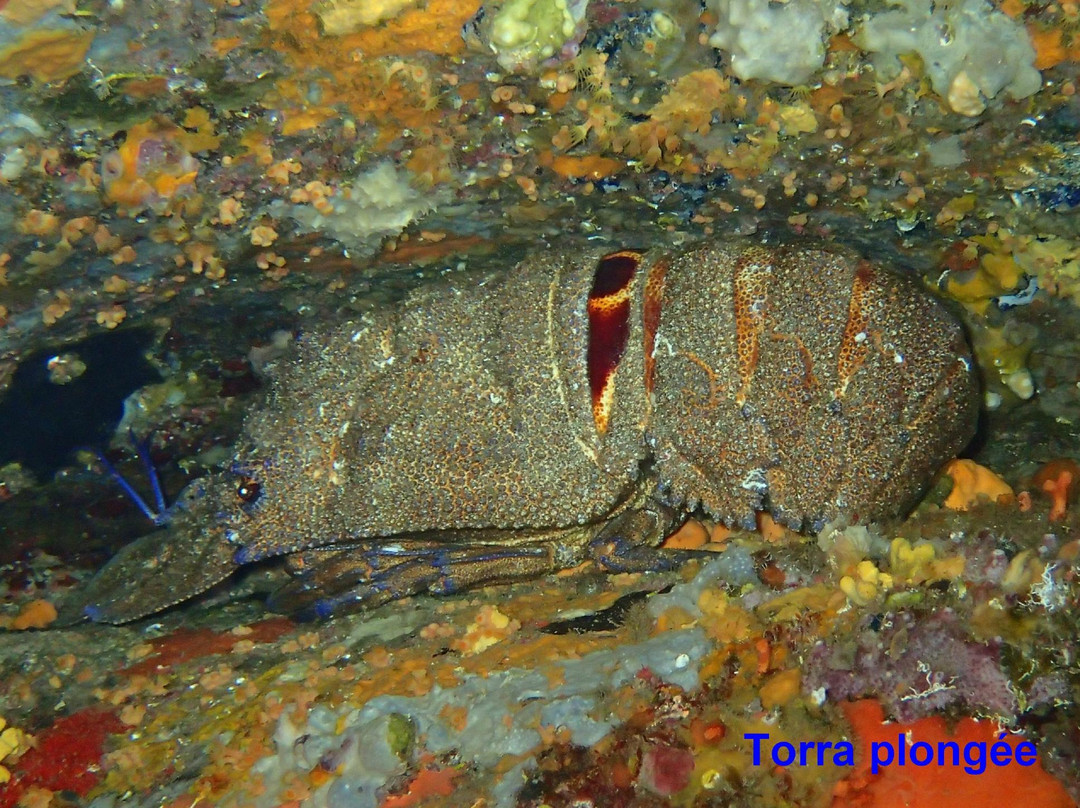Torra Plongee景点图片