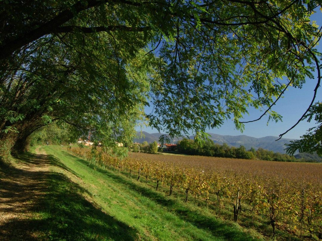 Strada del Vino Franciacorta (Franciacorta wine route)景点图片