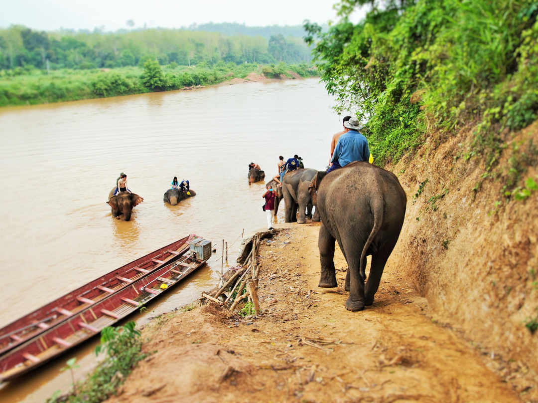 Elephant Village Sanctuary & Resort-琅勃拉邦必去景点