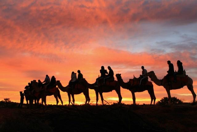 Uluru Camel Tours景点图片