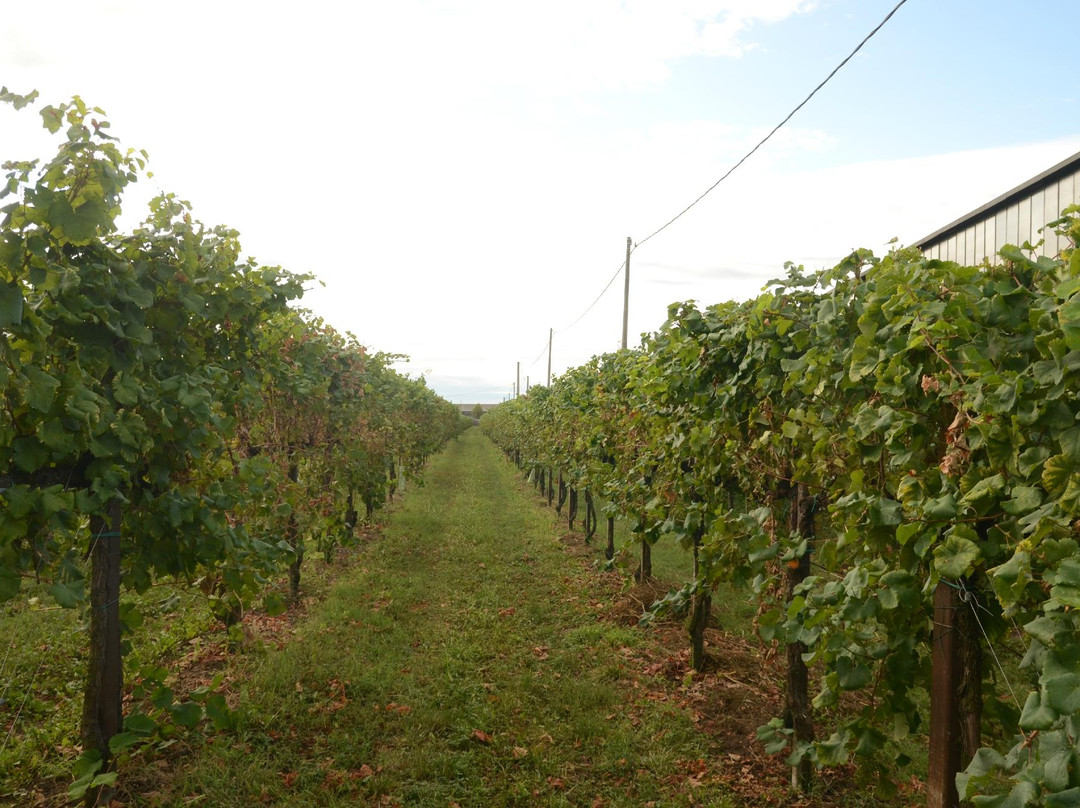 Azienda Agricola Antonio Introvigne景点图片