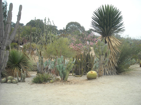 Old Cactus Garden-圣迭戈必去景点