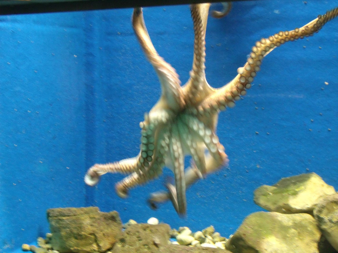 Nautilus Underwater Experience-Paleokastritsa必去景点