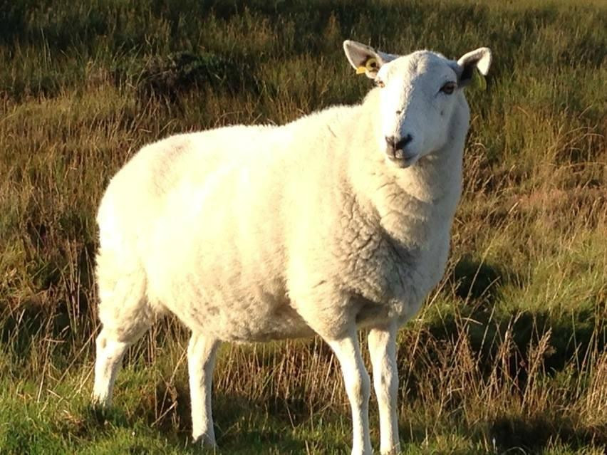 Day Tours Dublin-都柏林必去景点