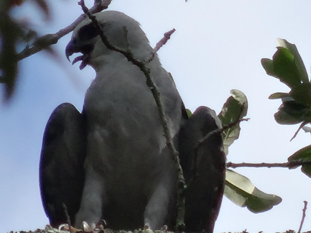 Racontours-新奥尔良必去景点
