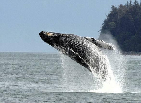 Adventures in Alaska-朱诺必去景点