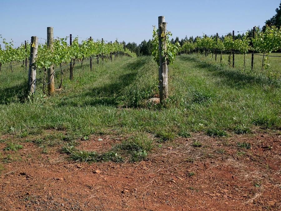 SilkHope Winery-Pittsboro必去景点