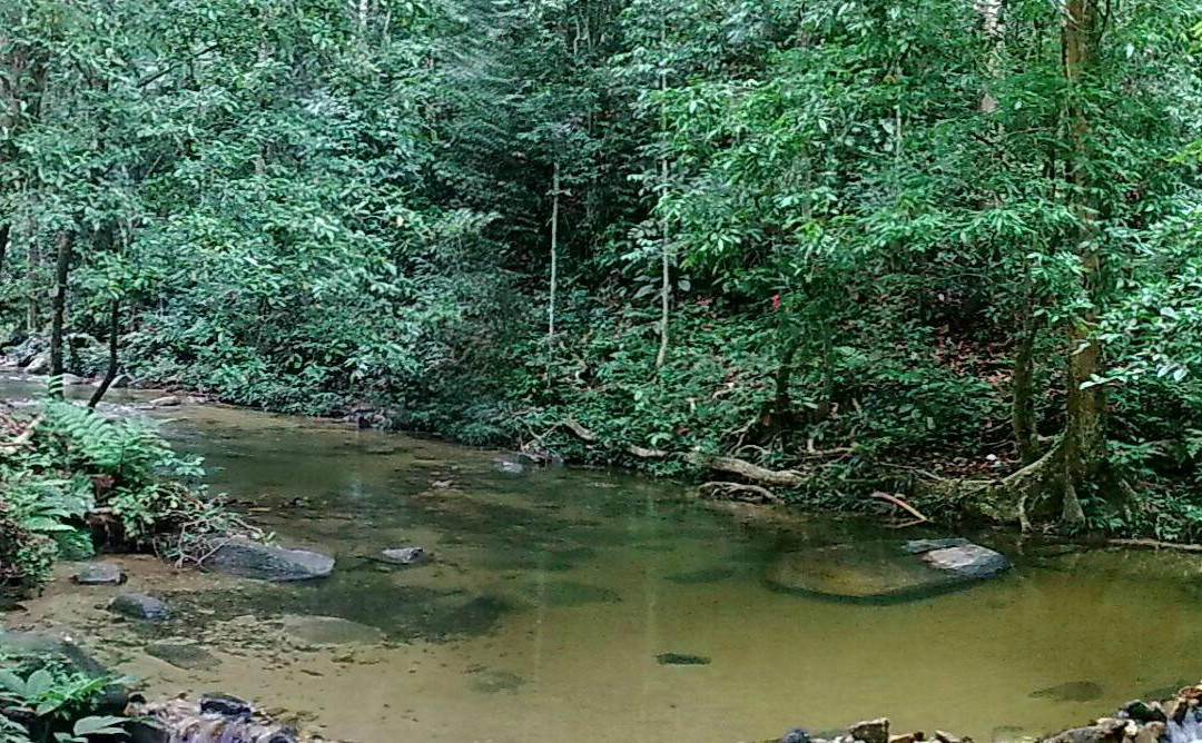 Ampang Recreational Forest景点图片
