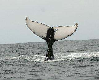 Ballena Aventura景点图片