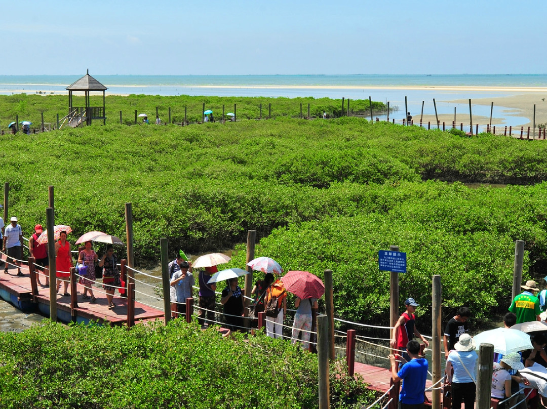 金海湾红树林景区景点图片