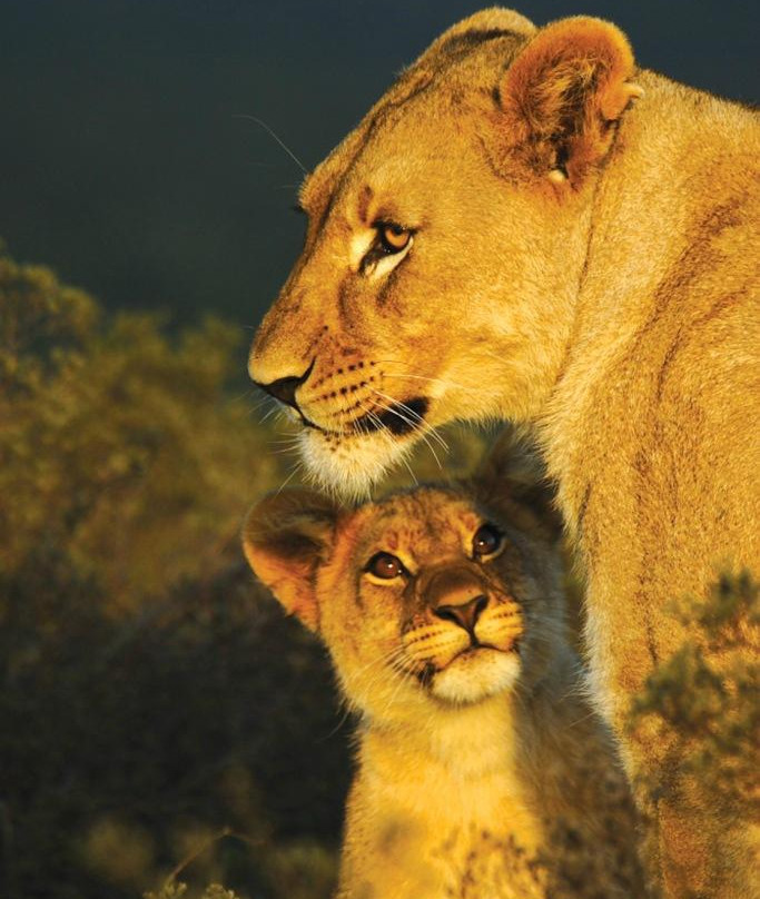 Shamwari Private Game Reserve-伊丽莎白港必去景点