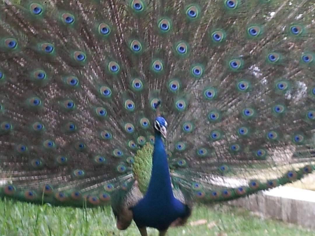 Karanji Lake-迈索尔必去景点