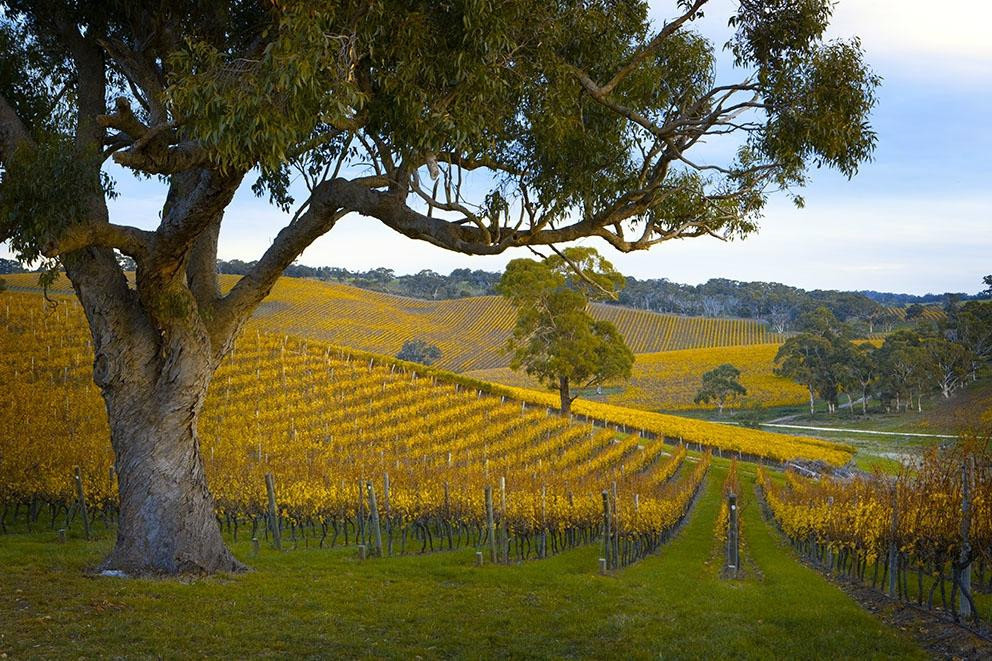 Longview Vineyard景点图片