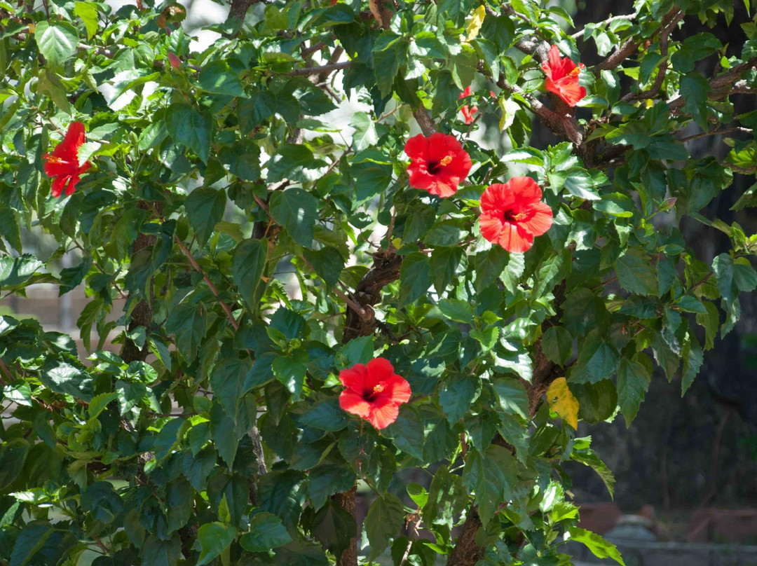 巴克公园-马尼拉必去景点