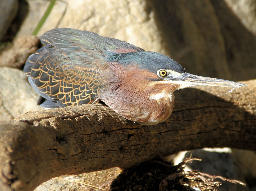 The Living Desert Zoo and Gardens-棕榈沙漠必去景点