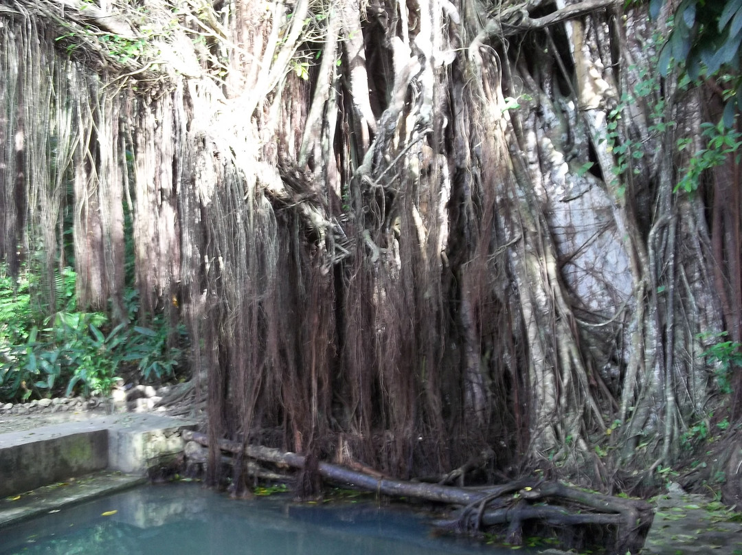 百年大榕树-锡基霍尔岛必去景点