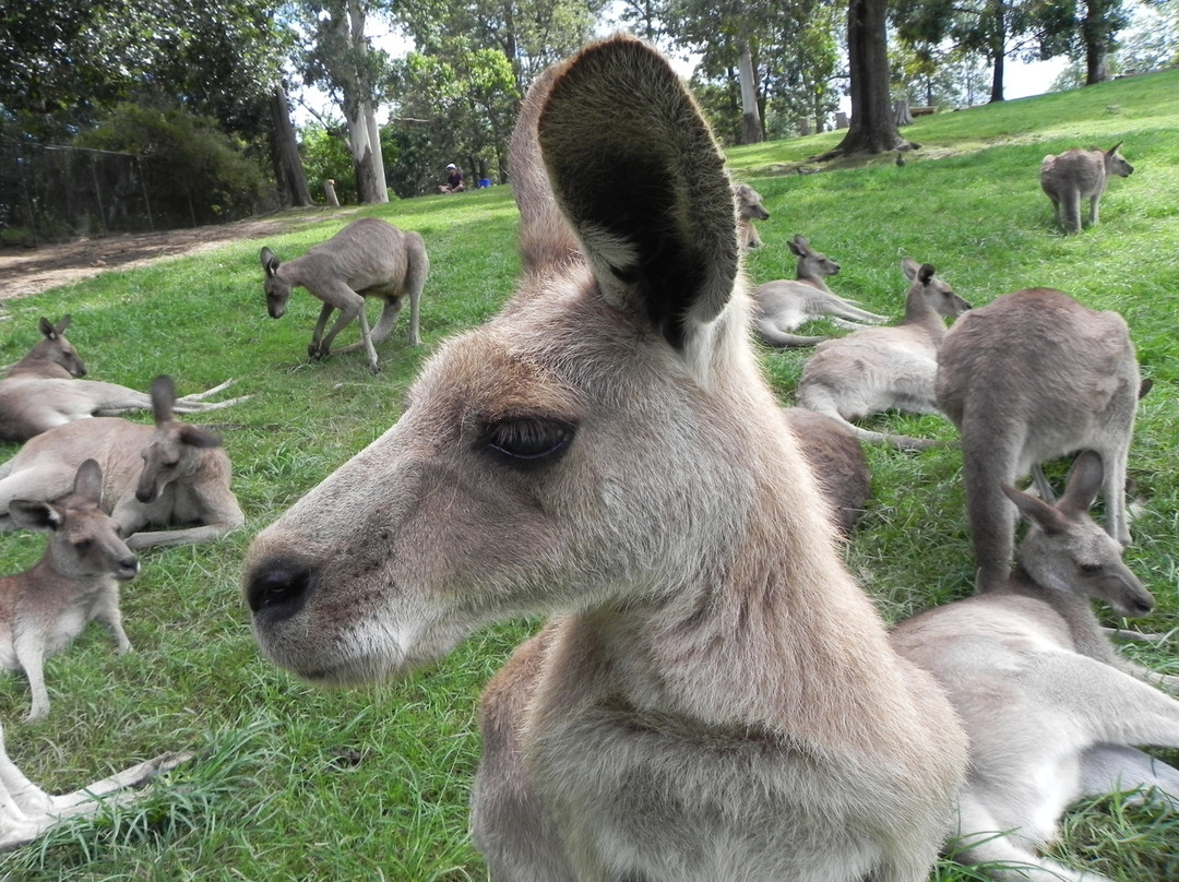 龙柏考拉野生动物园-布里斯班必去景点