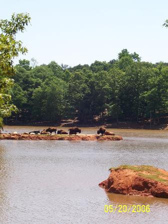 Wild Animal Safari-Pine Mountain必去景点