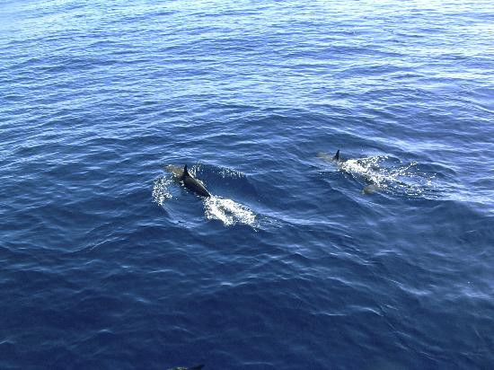 太平洋鲸鱼基金会-玛阿拉也亚必去景点