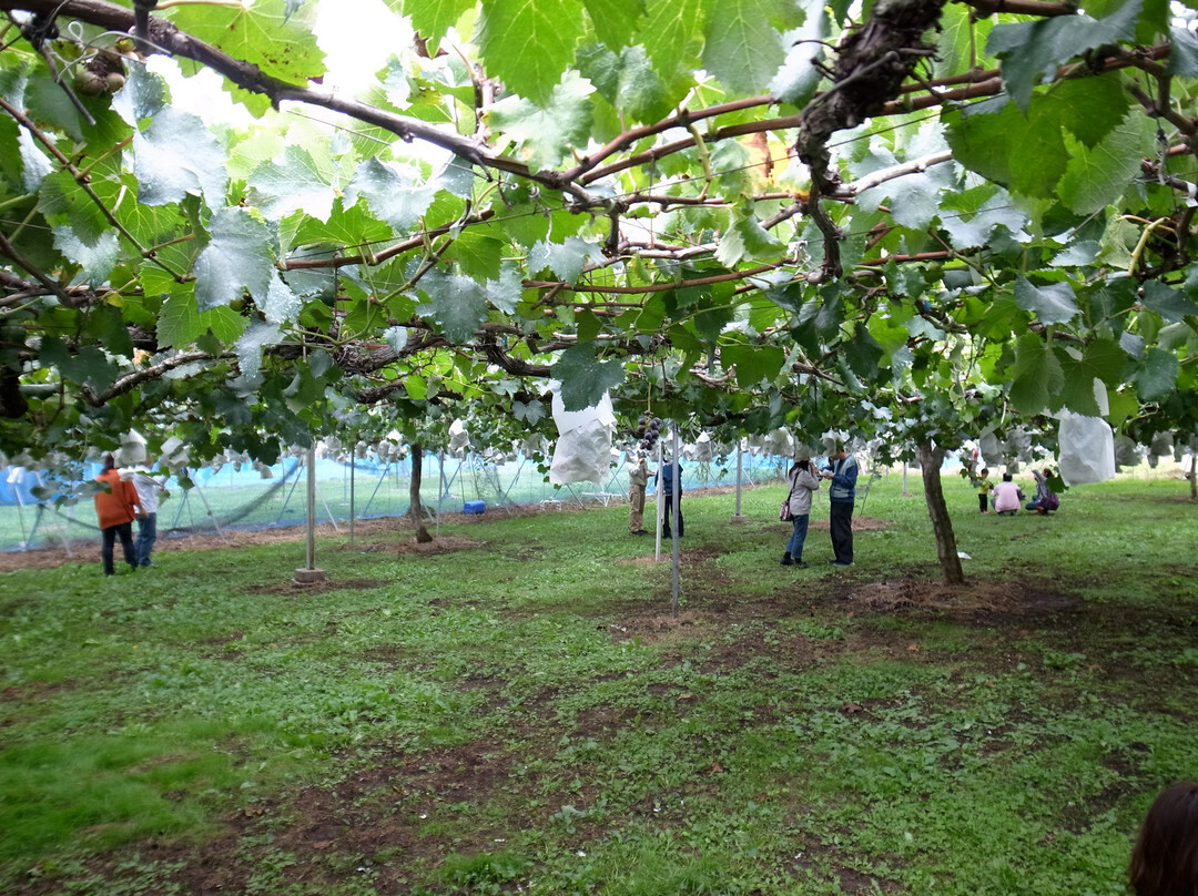 Yamazaki Farm景点图片
