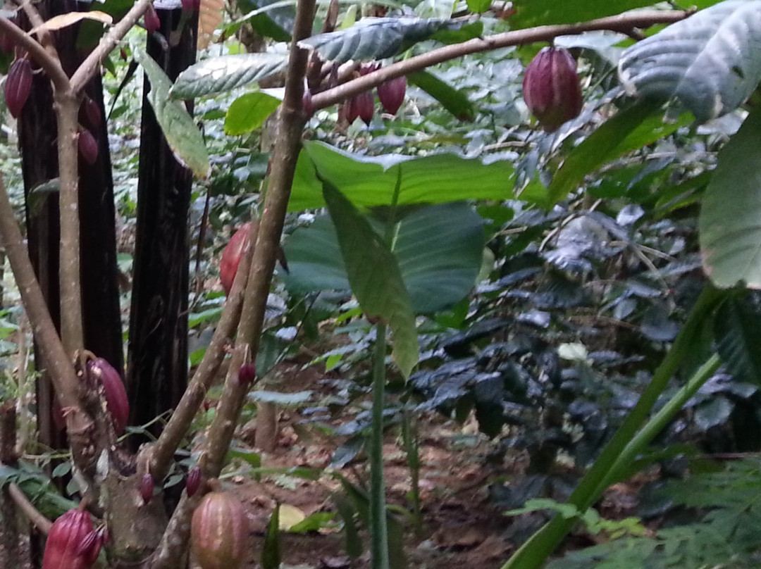 Abian Kusuma Sari Agrowisata-坦帕克西林必去景点