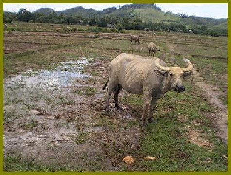 奇妙自行车之旅-普吉镇必去景点