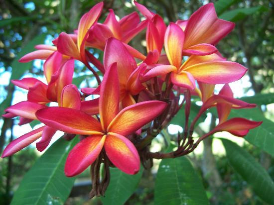 Andromeda Botanic Gardens-Bathsheba必去景点