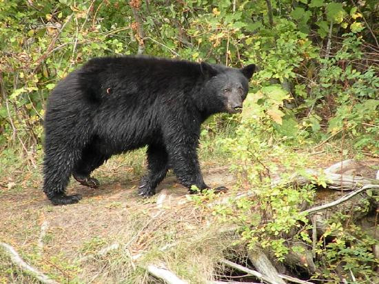 Kynoch Adventures-Bella Coola必去景点