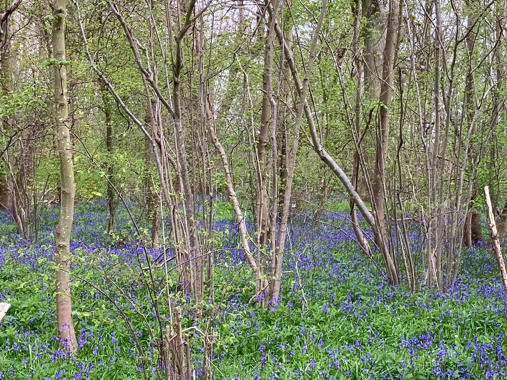 Moggerhanger Park景点图片