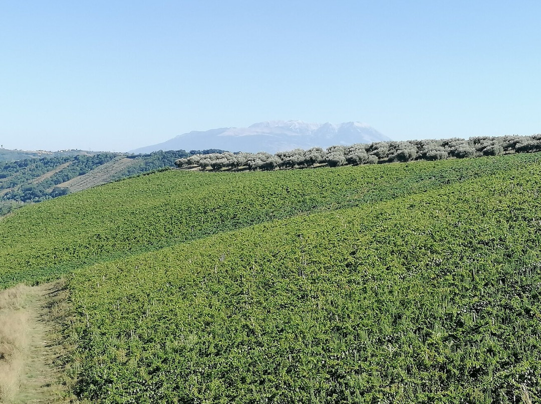 Contado San Lorenzo B&B and Wine主图