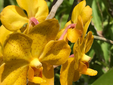 巴厘兰花园-登巴萨必去景点