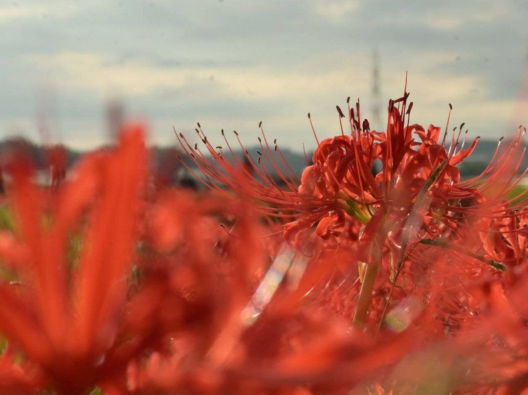 Yakachi River-半田市必去景点