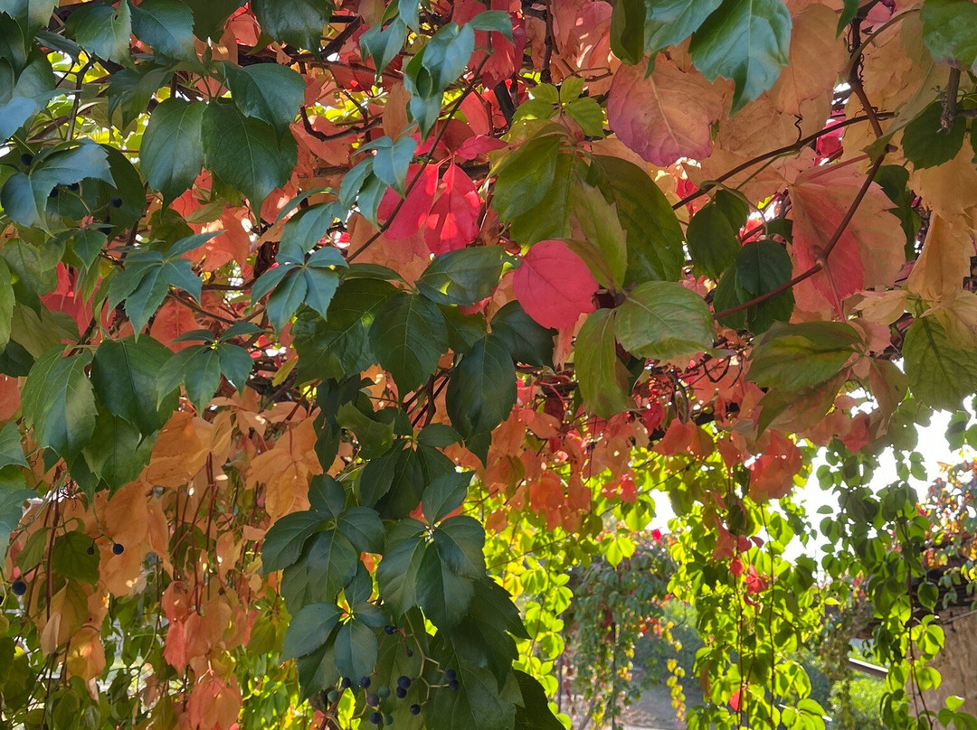 Borgo La Capraia主图