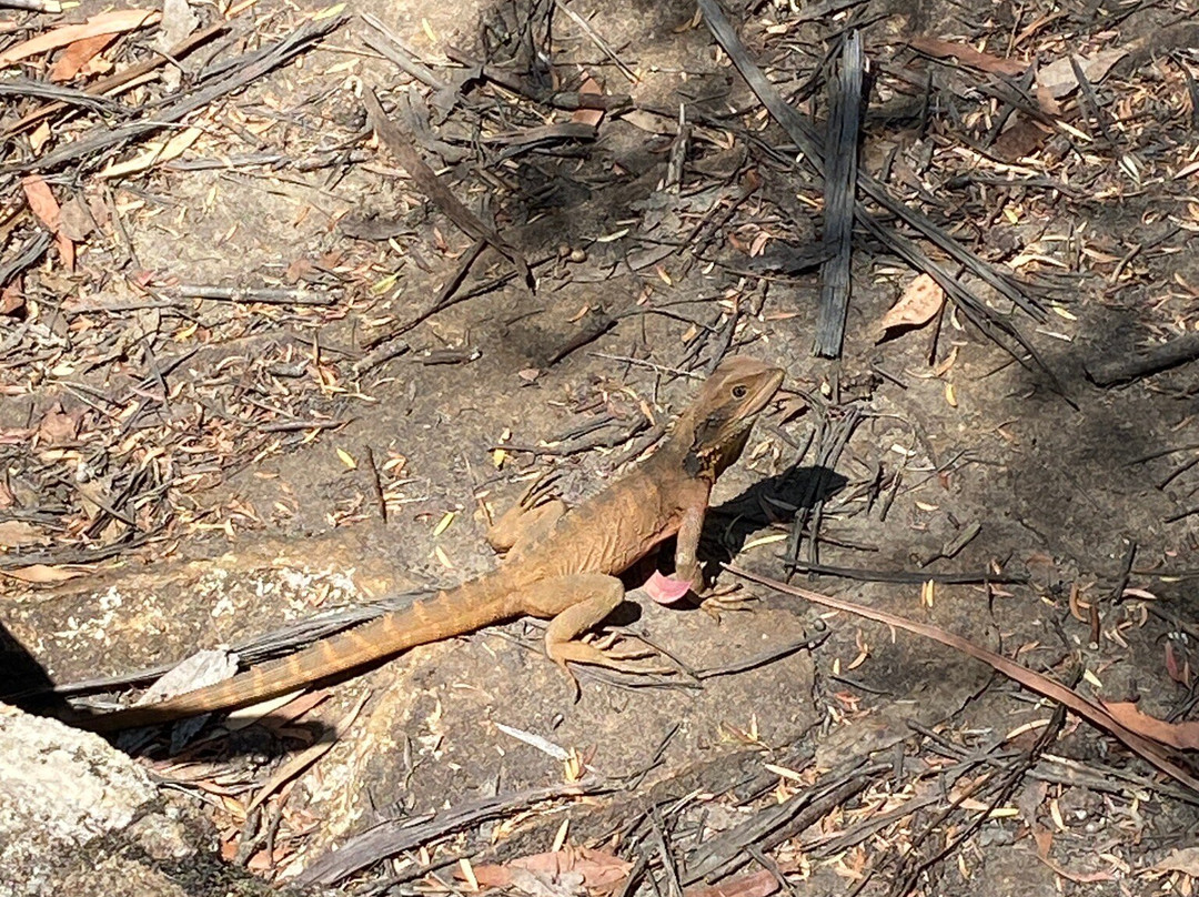 North Lawson Park景点图片