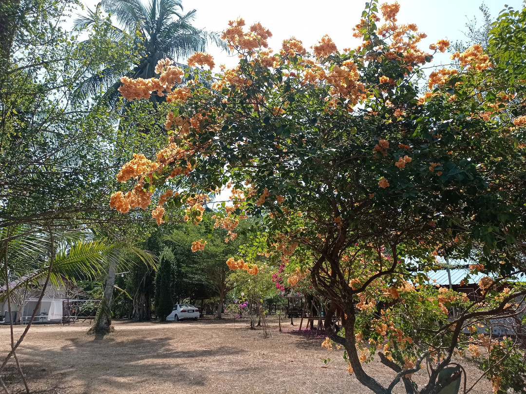 Wandee Resort Bankrut