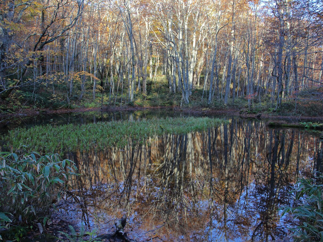 Tsutanonana Swamp-十和田市必去景点
